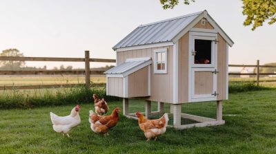 Humidité et poulailler : comment assurer un environnement sec pour le bien-être de vos poules